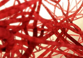 3d printed blood capillary network