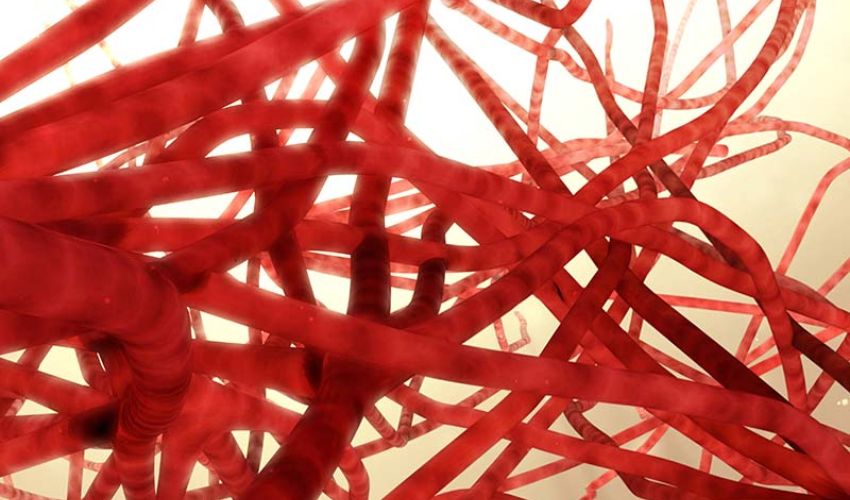 3d printed blood capillary network