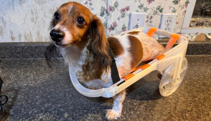 Handicap Dog Cart STL