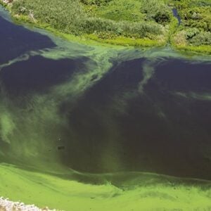 harmful algal blooms