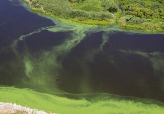 harmful algal blooms