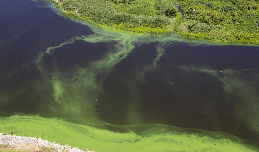 harmful algal blooms