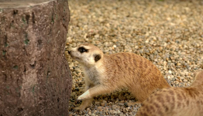 Meerkat feeding from a 3D printed log