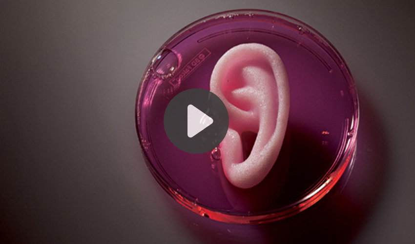 bioprinted organs