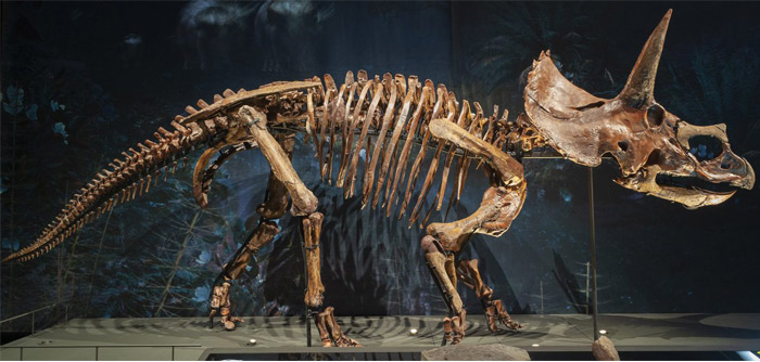 reconstructing dinosaur skeleton