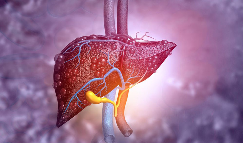 bioprint small liver