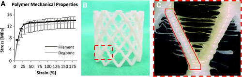 3D printed stents 