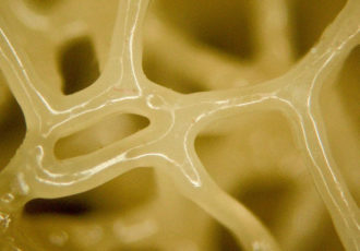 3D printed liquid crystal elastomers