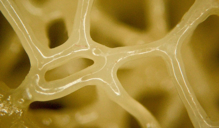 3D printed liquid crystal elastomers