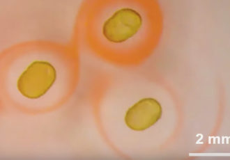 magnetic liquid droplets