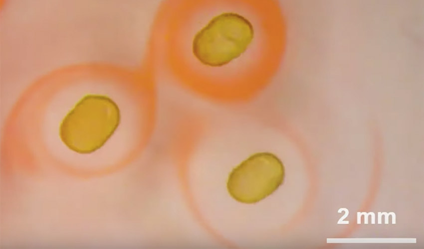 magnetic liquid droplets