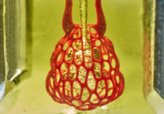vascular networks