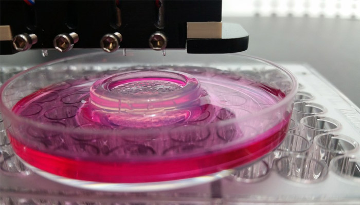 silk proteins bioprinting