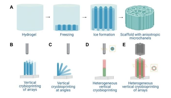 bioimpresión criogénica