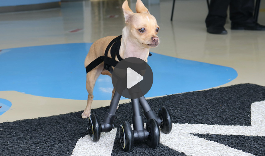 chihuahua impresión 3D