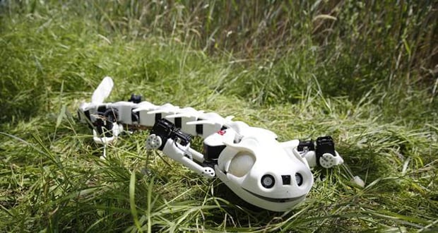 article_pleurobot1