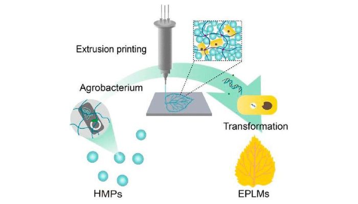 Lebende Materialien werden anhand des 3D-Drucks hergestellt