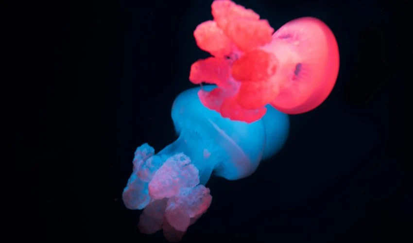 medusas bio-híbridas