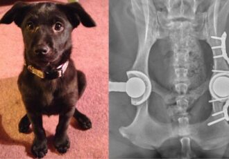 impresión 3D veterinaria