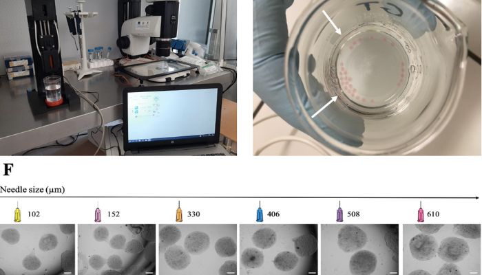  fecondazione in vitro 3D