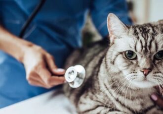 veterinaria 3d