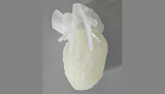 cuore stampato in 3D