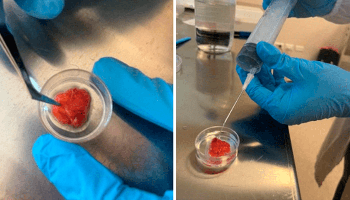 Humanitas bioprinting