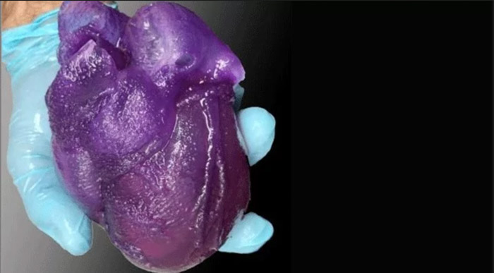 Das 3D-gedruckte Herzmodell