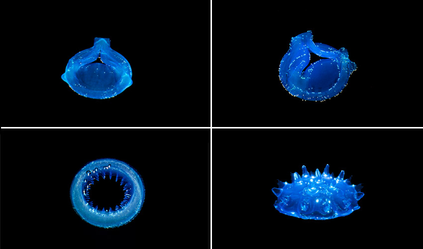 Créer des modèles plus grands que le volume d'impression de votre  imprimante 3D