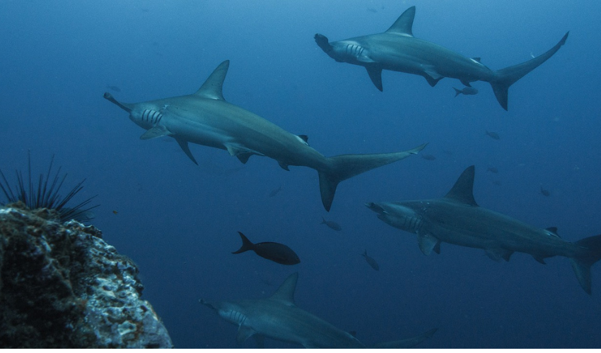 ailerons de requin imprimés en 3D