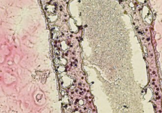 impression cellules reproductrices