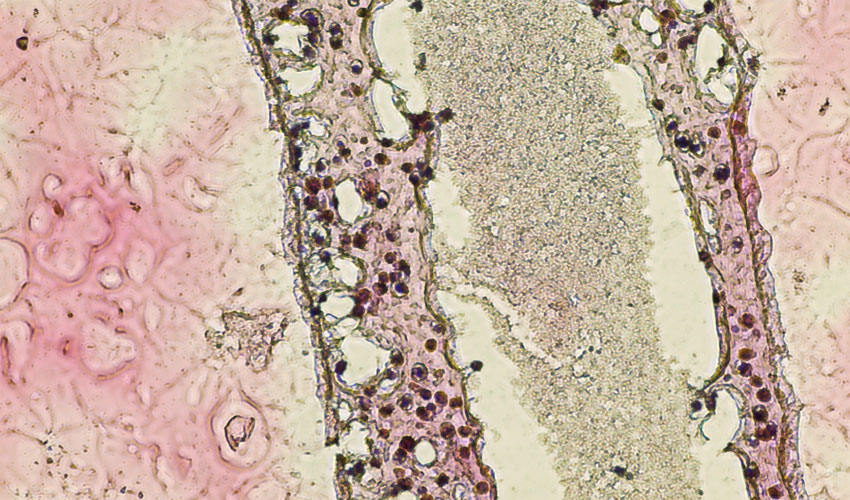 impression cellules reproductrices