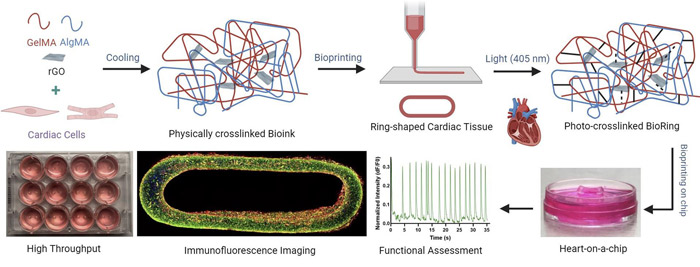 bioimpresión 3d corazón