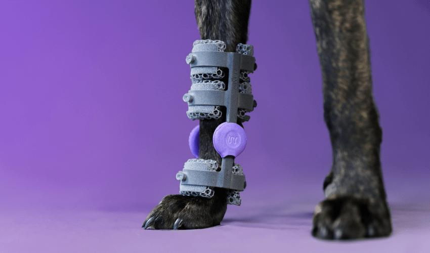 Prothèse pour animaux imprimée en 3D