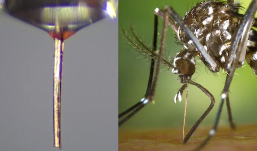 moustique micro-buse