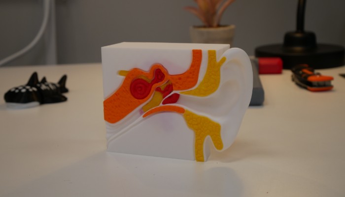 Un modèle d'oreille