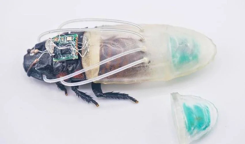 Cafards Cyborgs