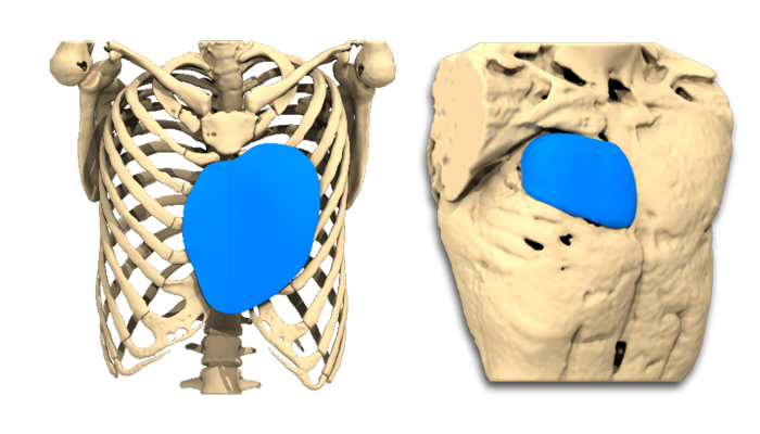 anatomikmodeling