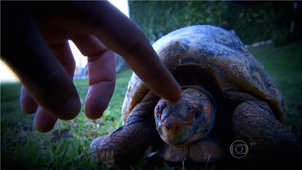 La tortue Fred, peu de temps après l'incendie qui est venu endommager lourdement sa carapace