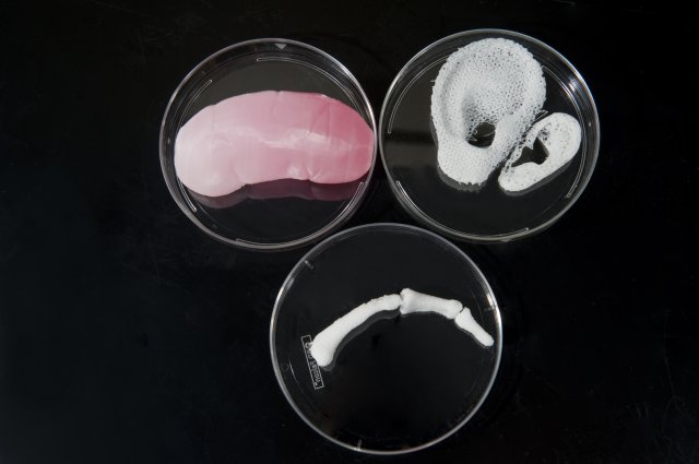 Un rein, une oreil et un os de doigt imprimés en 3D par les chercheurs du Wake Forest Institute, basée en Caroline du Nord