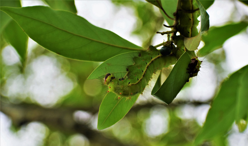 bio-impression en Inde